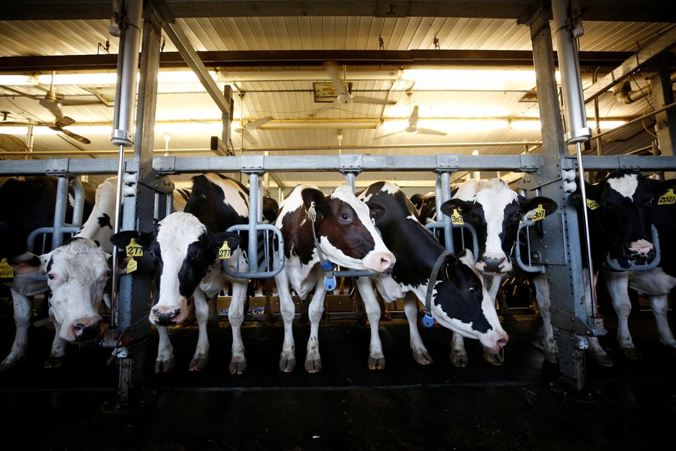 Cows stand in a barn while being milked at a dairy farm in South Mountain, Ontario - REUTERS/Chris Wattie/Files
