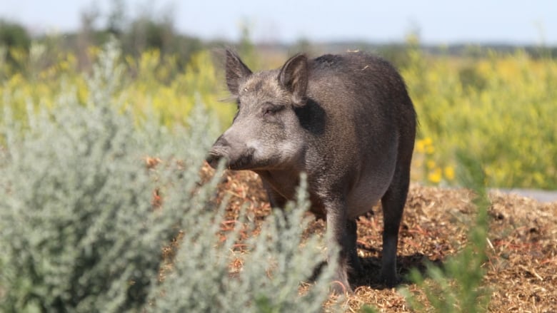 Urban and rural communities in Alberta should be on the watch for wild boars, says Ryan Brook, an associate professor of agriculture at the University of Saskatchewan. (Submitted by Ryan Brook)