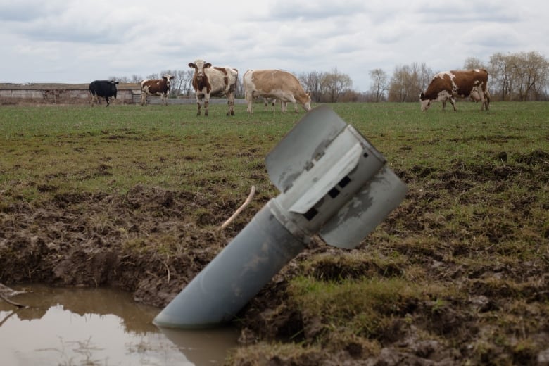 A rocket lies in a pool of water in a field near grazing cows in the village of Lukashivka, in Ukraine's north, on Sunday. (Anastasia Vlasova/Getty Images)