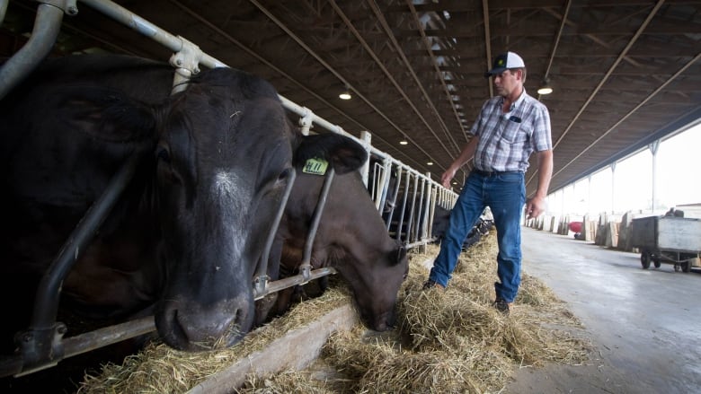 Steven Velthuis walks among his herd of roughly 50 purebred Wagyu cattle at his farm in the rural Ottawa community of Osgoode. Velthuis is one of the few Wagyu beef farmers in Ontario, having entered the industry before Japan stopped exporting DNA and live animals. (Trevor Pritchard/CBC)