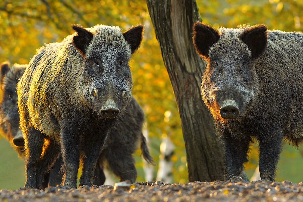 Wild-boar-image-AFRED