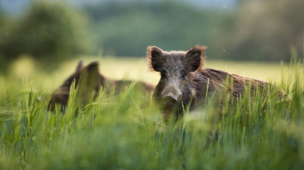 Wild boars feeding on green grain field in summer. (iStock)