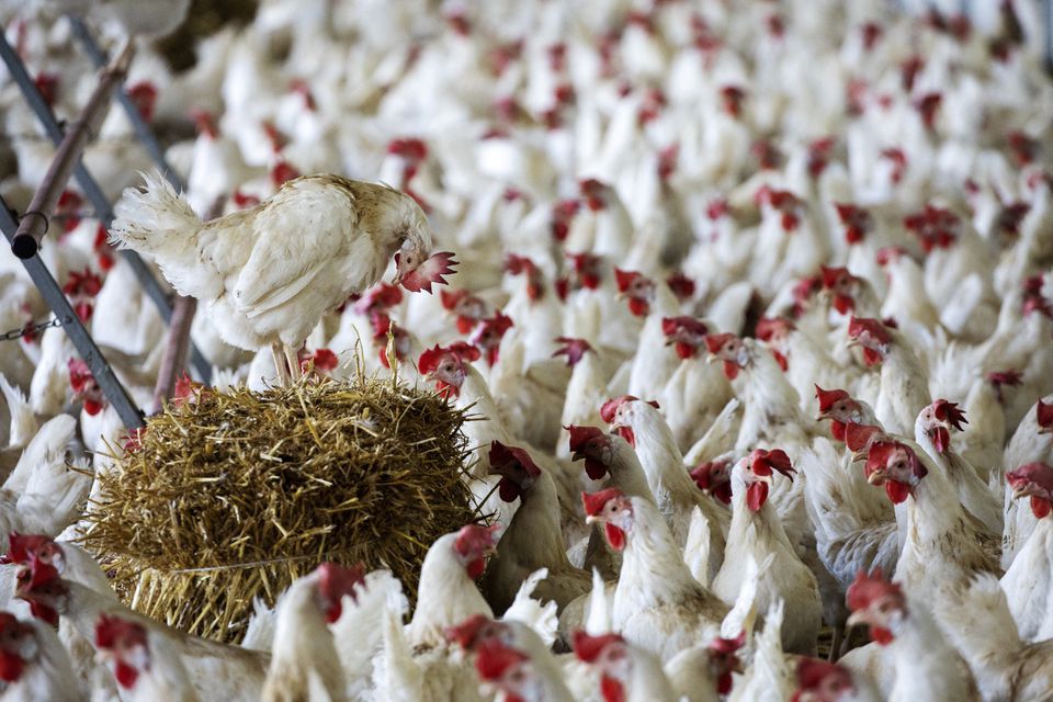 Some of the 18000 Lohmann Classic laying hens of the Gallipool Frasses farm are seen in the the stalling area ahead of a vote to ban factory farming in Les Montets, Switzerland, September 16, 2022. REUTERS/Denis Balibouse
