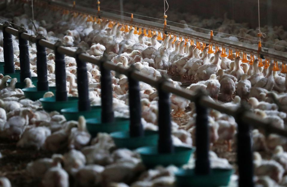 Chickens are seen at a poultry farm in Cherance near Le Mans, France, November 13, 2019. REUTERS/Stephane Mahe