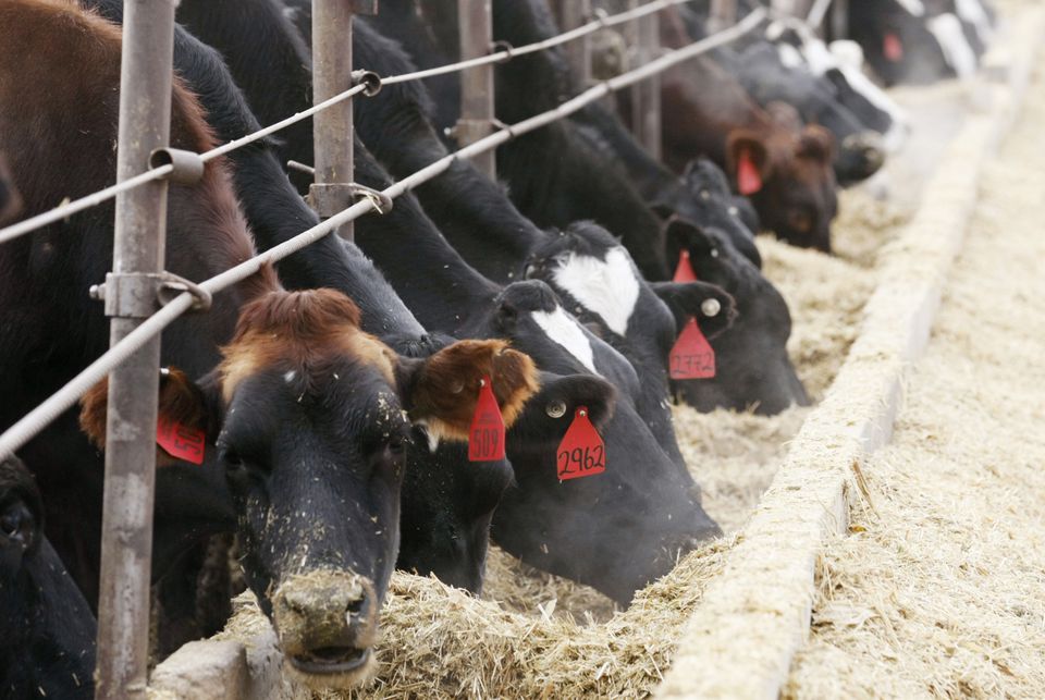 Cattle feeding. REUTERS/Rick Wilking