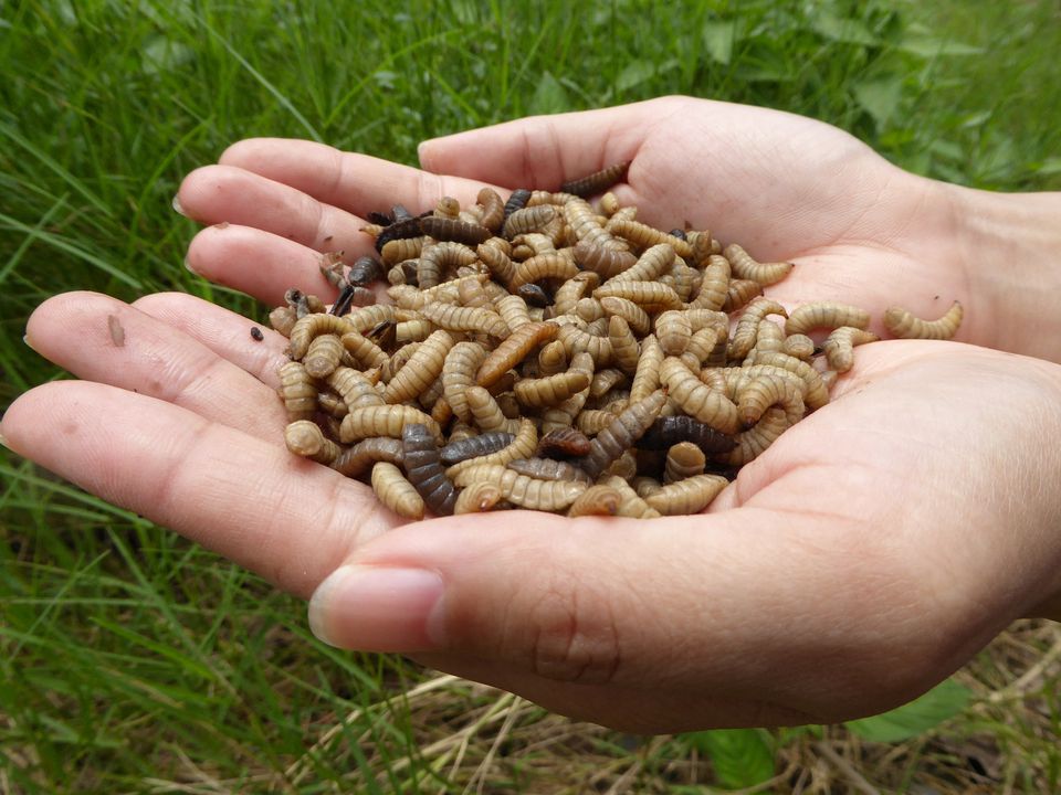 A handful of Black Soldier Fly larvae, photographed in Malaysia in 2020. Nutrition Technologies/Handout via REUTERS