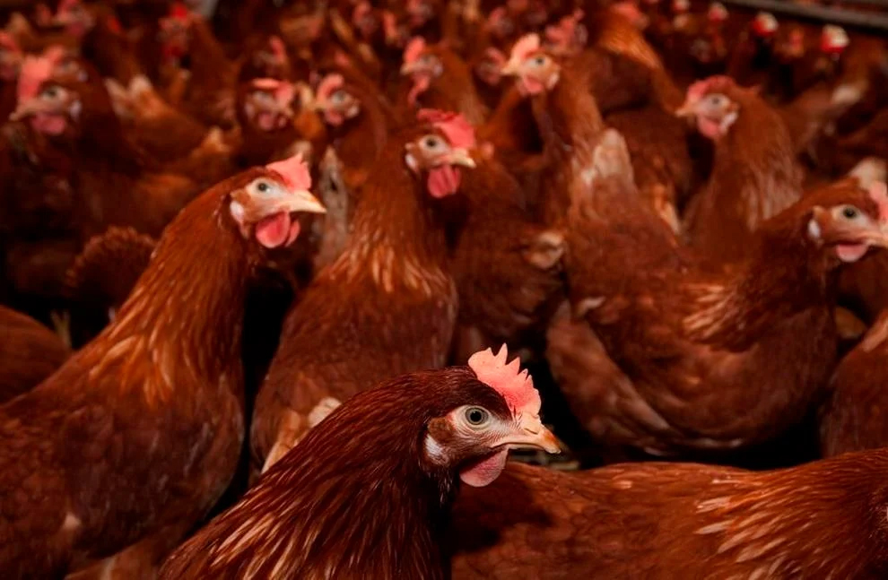 Free range chickens are seen in Abbortsford, B.C. Monday, March 28, 2011. Over the last few months, Canadians have been hearing about the spread of H5N1 avian flu, taking an enormous toll on poultry farms across the country. THE CANADIAN PRESS/Jonathan Hayward