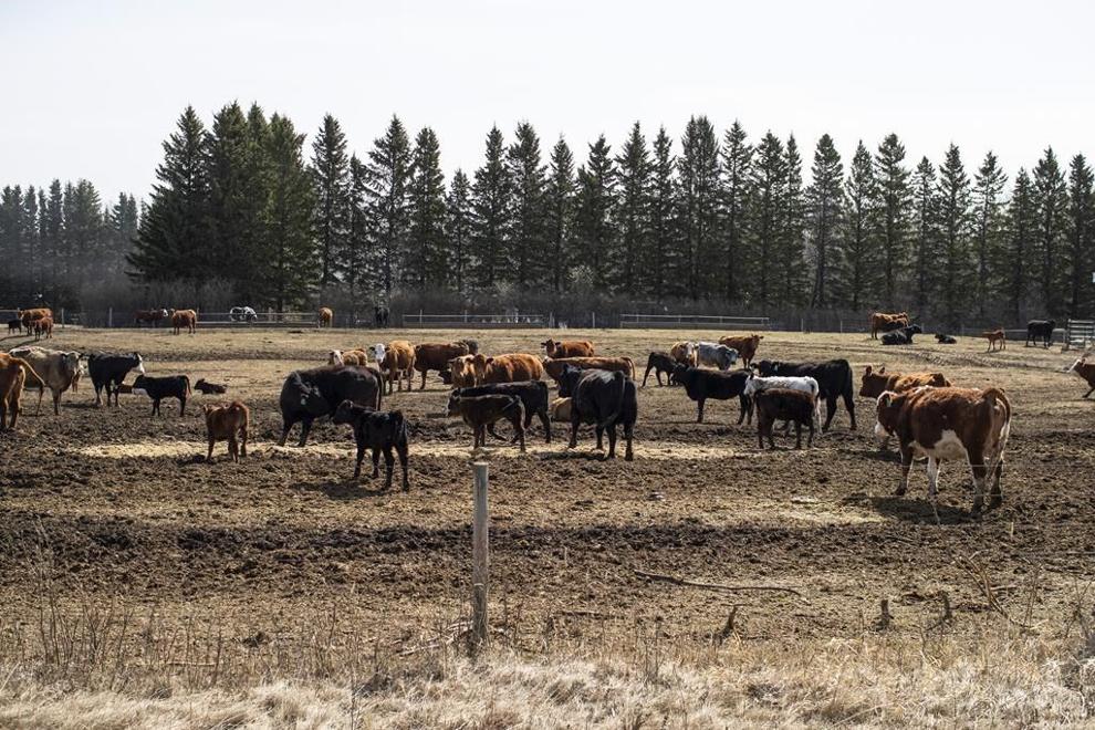 Cattle roam in a drought field near Pigeon Lake, Alta.,
THE CANADIAN PRESS/Jason Franson