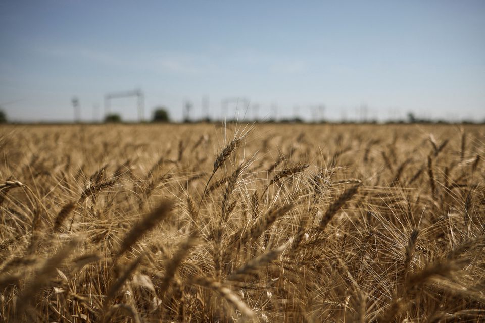 A wheat field in the Dnipropetrovsk region, Ukraine, July 30, 2022. REUTERS/Alkis Konstantinidis