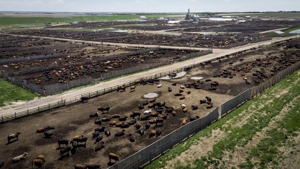 Cattle at the Thorlakson Feedyards near Airdrie, Alta., Thursday, May 28, 2020. A Chinese ban on Canadian beef that industry officials expected would be short-lived remains in place 17 months later, and industry representatives say they remain in the dark about the reasons. THE CANADIAN PRESS/Jeff McIntosh