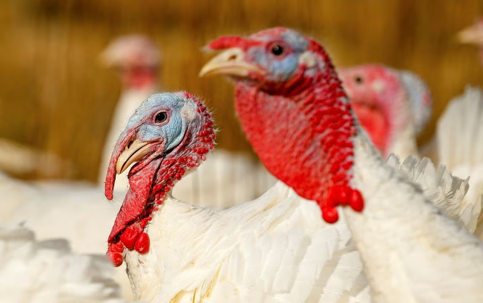 A group of Beltsville Small White turkeys spend time in a field at the farm of Julie Gauthier in Wake Forest, North Carolina, November 20, 2014. REUTERS/Chris Keane/File Photo
