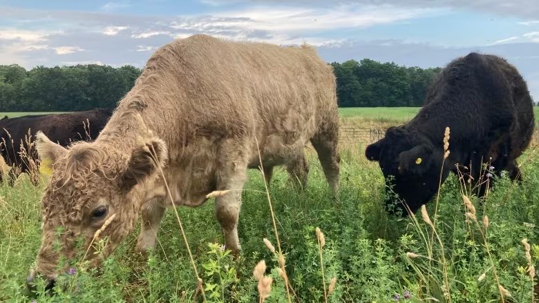 Some of the cattle found at Doug Dedman's farm in New Dundee, Ont. (James Chaarani / CBC)