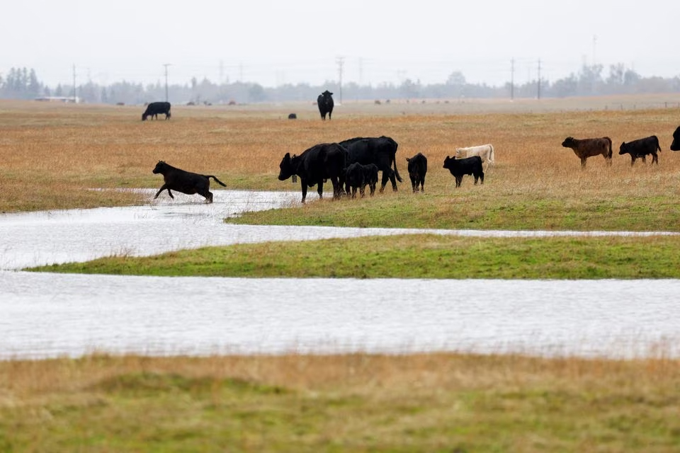 A herd of cows cross a flooded pasture in Sacramento county following multiple winter storms in Sacramento, California, U.S. January 9, 2023. REUTERS/Fred Greaves/File Photo