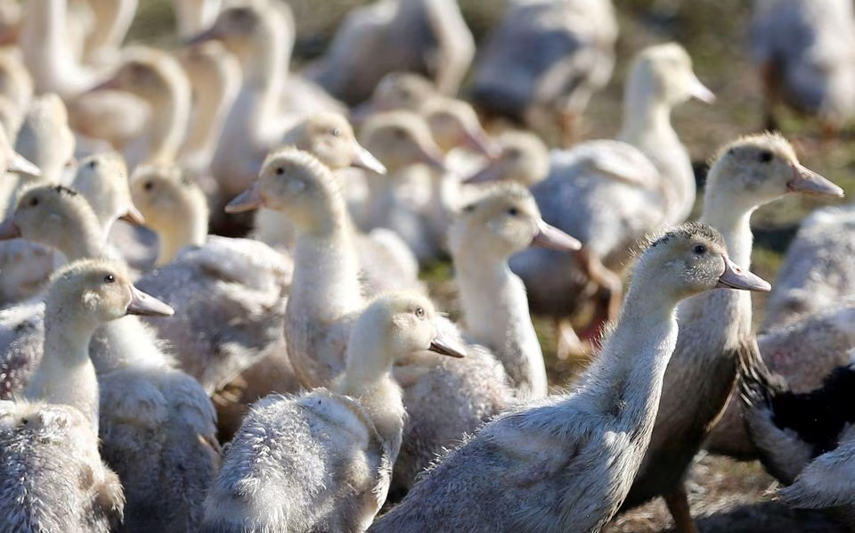 Ducks are seen in a field in Bourriot Bergonce, southwestern France. REUTERS/Regis Duvignau/File Photo