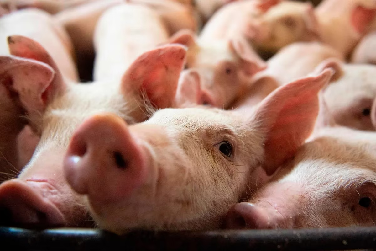 Pigs at the Meloporc farm in Saint-Thomas de Joliette, Que., on June 26, 2019.
SEBASTIEN ST-JEAN/AFP/GETTY IMAGES
