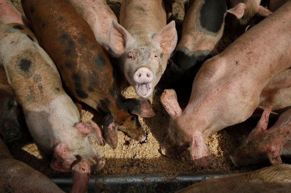 Pigs eat from a trough at the Las Vegas Livestock pig farm in Las Vegas, April 2, 2019. The Biden administration on Tuesday, Aug. 15, 2023, rejected pleas to strengthen regulation of large livestock farms that release manure and other pollutants into waterways, promising more study instead. (AP Photo/John Locher, File)