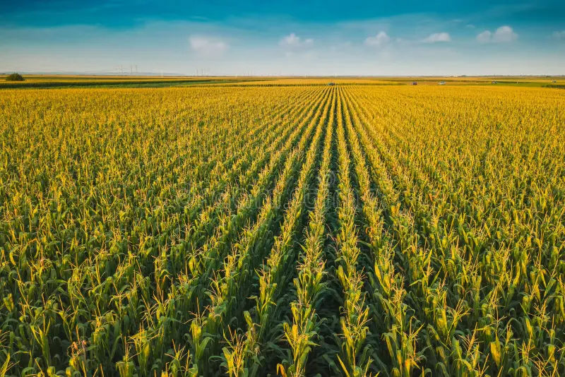 corn-field-drone-perspective-aerial-view-cultivated-green-landscape-140491930