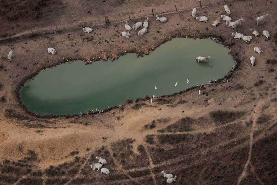 An aerial view shows cattle on a deforested plot of the Amazon near Porto Velho, Rondonia State, Brazil August 14, 2020. REUTERS/Ueslei Marcelino/File Photo