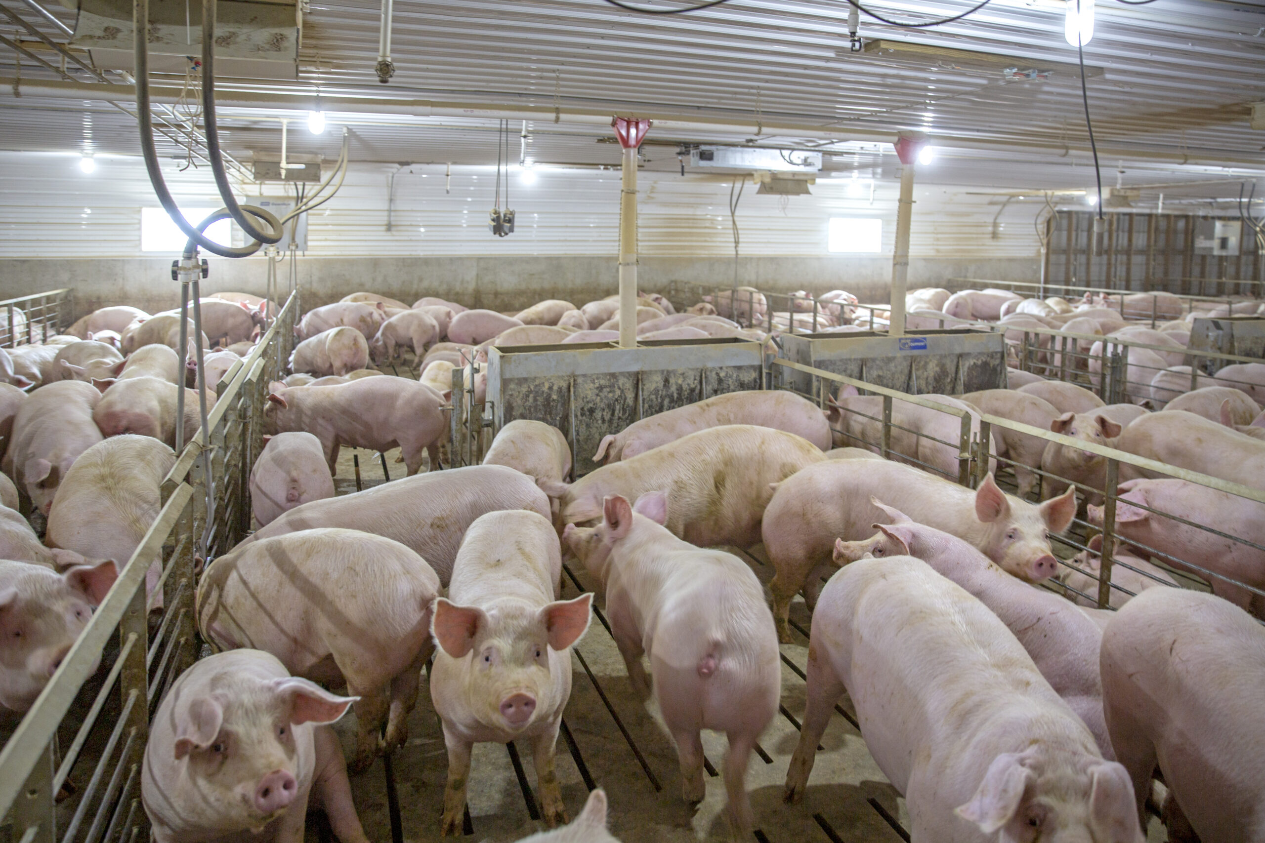 pigs-in-pen-with-feeders
