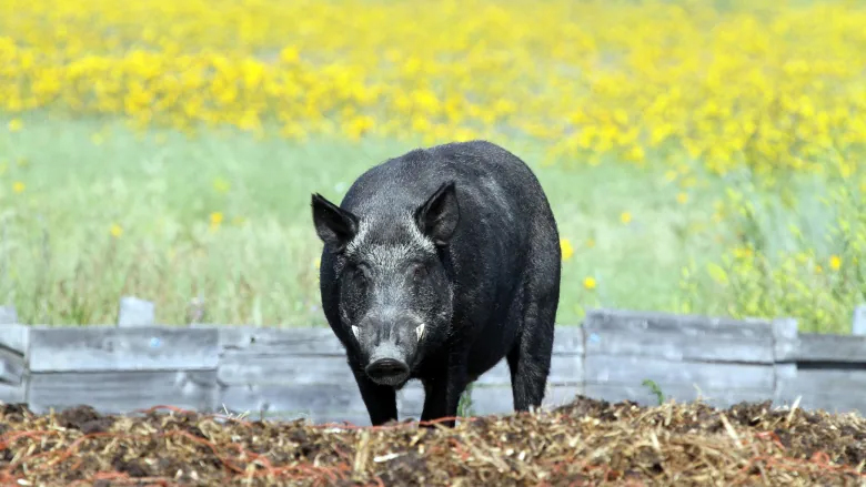 With many fences damaged by wildfires in B.C., pigs are likely to have escaped into the wild, exacerbating a problem with invasive feral pigs, says an invasive species expert. (Submitted by Ryan Brook/Canadian Wild Pig Research Project)