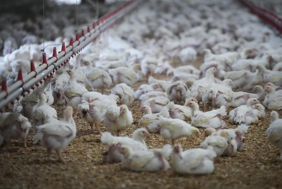 Chickens are seen at a poultry farm in Abbotsford, B.C., THE CANADIAN PRESS/Darryl Dyck