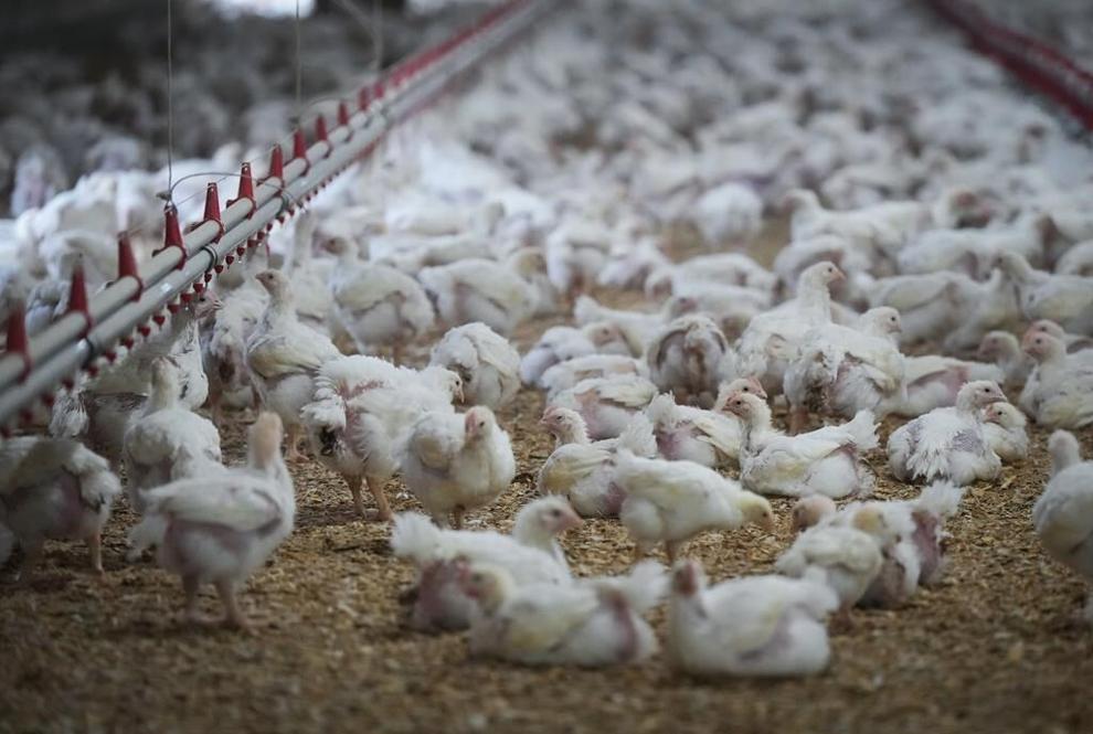 More than 50 poultry farms in British Columbia have been infected with avian flu since October, but animal health officials say that rate is slowing as the fall migration of wild birds ends. Chickens are seen at a poultry farm in Abbotsford, B.C., Thursday, Nov. 10, 2022. THE CANADIAN PRESS/Darryl Dyck