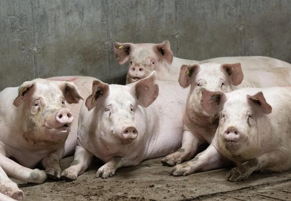 Pigs are seen at a pork farm in St-Sebastien, Que., Tuesday, Nov. 28, 2023. THE CANADIAN PRESS/Ryan Remiorz