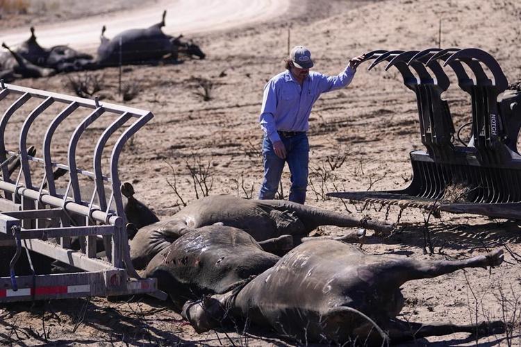 A rancher labors on collecting dead cattle in an area burned by the Smokehouse Creek Fire, Friday, March 1, 2024, in Skellytown, Texas. (AP Photo/Julio Cortez)
JC