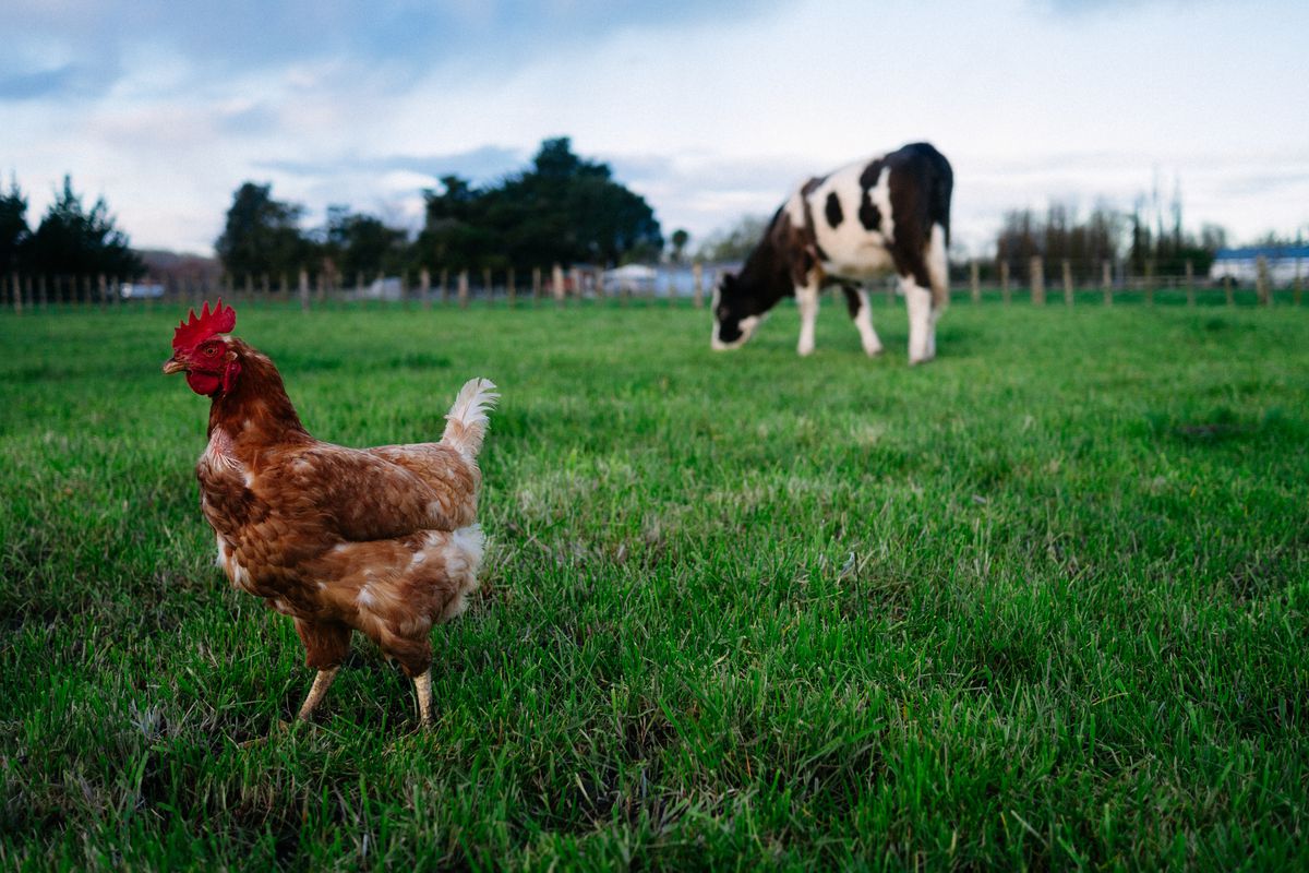 The highly pathogenic avian influenza, or HPAI, has affected tens of millions of farmed and wild birds in recent years. Over the last couple weeks, it’s begun to infect cattle — and one dairy farm worker.(Getty Images)