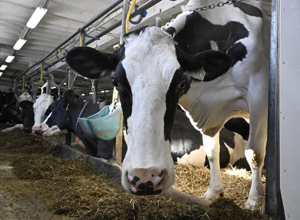 As an outbreak of avian influenza in dairy herds south of the border continues to spread, Canadian officials say they are doing everything they can to protect this country's livestock industry. A cow in a dairy farm in Saguenay Que. THE CANADIAN PRESS/Jacques Boissinot