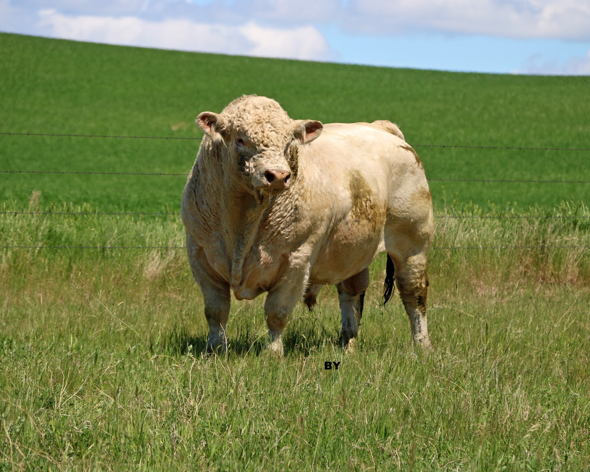 Charolais Bull - JWX Downhome 6D 3-4 (Photo courtesy of Helge By)