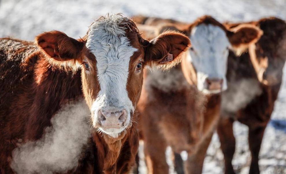 Cattle stand in a pasture on a farm in BC. THE CANADIAN PRESS/Jeff McIntosh