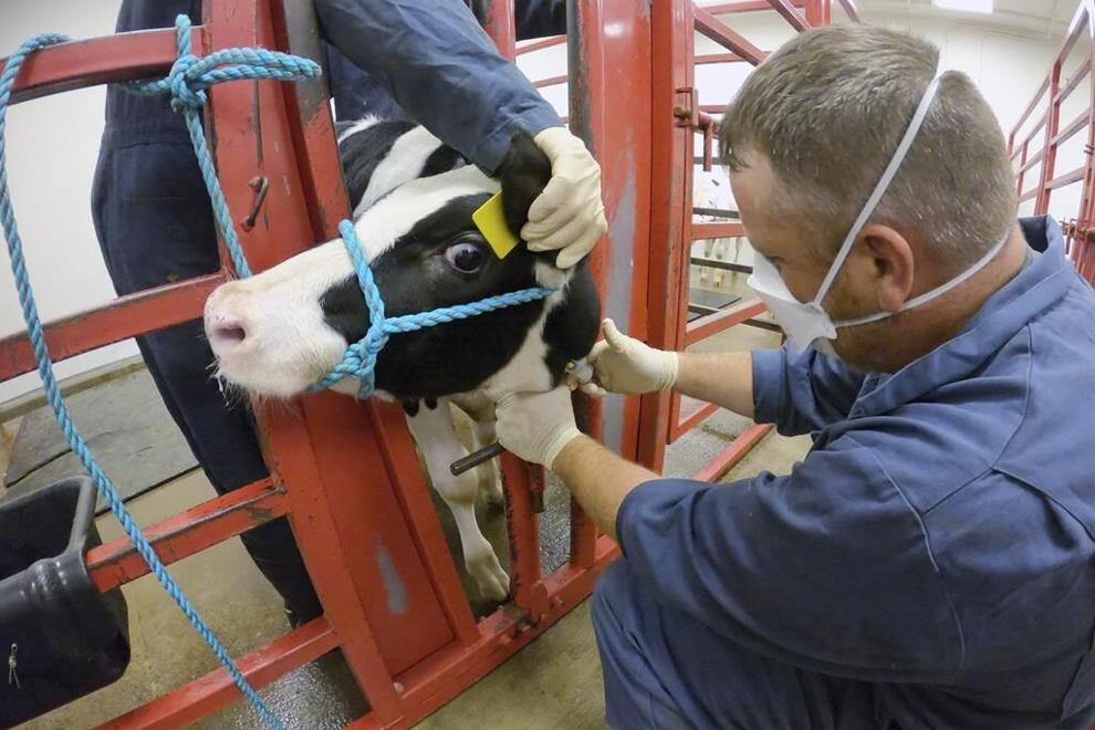 In this photo provided by the U.S. Department of Agriculture, an animal caretaker collects a blood sample from a dairy calf vaccinated against bird flu in a containment building at the National Animal Disease Center research facility in Ames, Iowa, on Wednesday, July 31, 2024. (USDA Agricultural Research Service via AP, File)