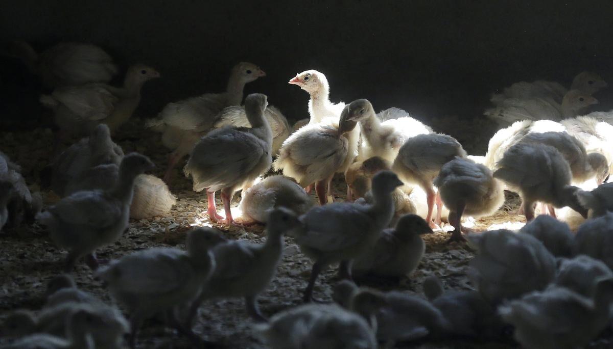 The Canadian Food Inspection Agency says it has detected the presence of highly pathogenic avian influenza in commercial poultry at additional locations in two British Columbia cities. A flock of young turkeys stand in a barn at a turkey Iowa farm on Aug. 10, 2015. THE CANADIAN PRESS/AP-Charlie Neibergall