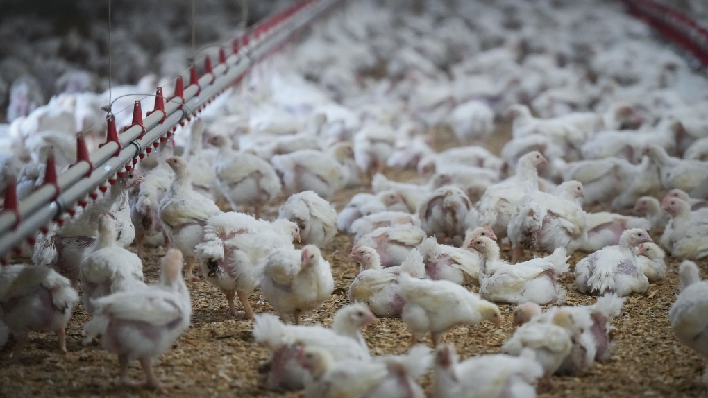 Chickens are seen at a poultry farm in Abbotsford, B.C., on Thursday, November 10, 2022. A B.C. teen is Canada's first suspected H5N1 avian flu case. There have been more than 40 human cases in the U.S. this year and most were infected by farm animals.THE CANADIAN PRESS/Darryl Dyck