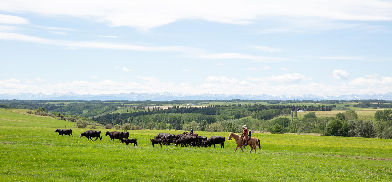 Beef cattle at UCalgary’s W.A. Ranches -- 
Riley Brandt, University of Calgary