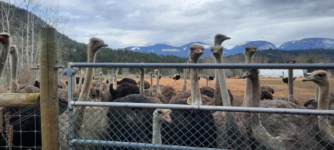 A herd of ostriches is seen on a remote farm in Edgewood, B.C., in an undated photo supplied by Universal Ostrich Farms Inc. The Canadian Food Inspection Agency ordered the herd of 400 to be destroyed and disposed after an avian flu outbreak. THE CANADIAN PRESS/HO-Katie Pasitney