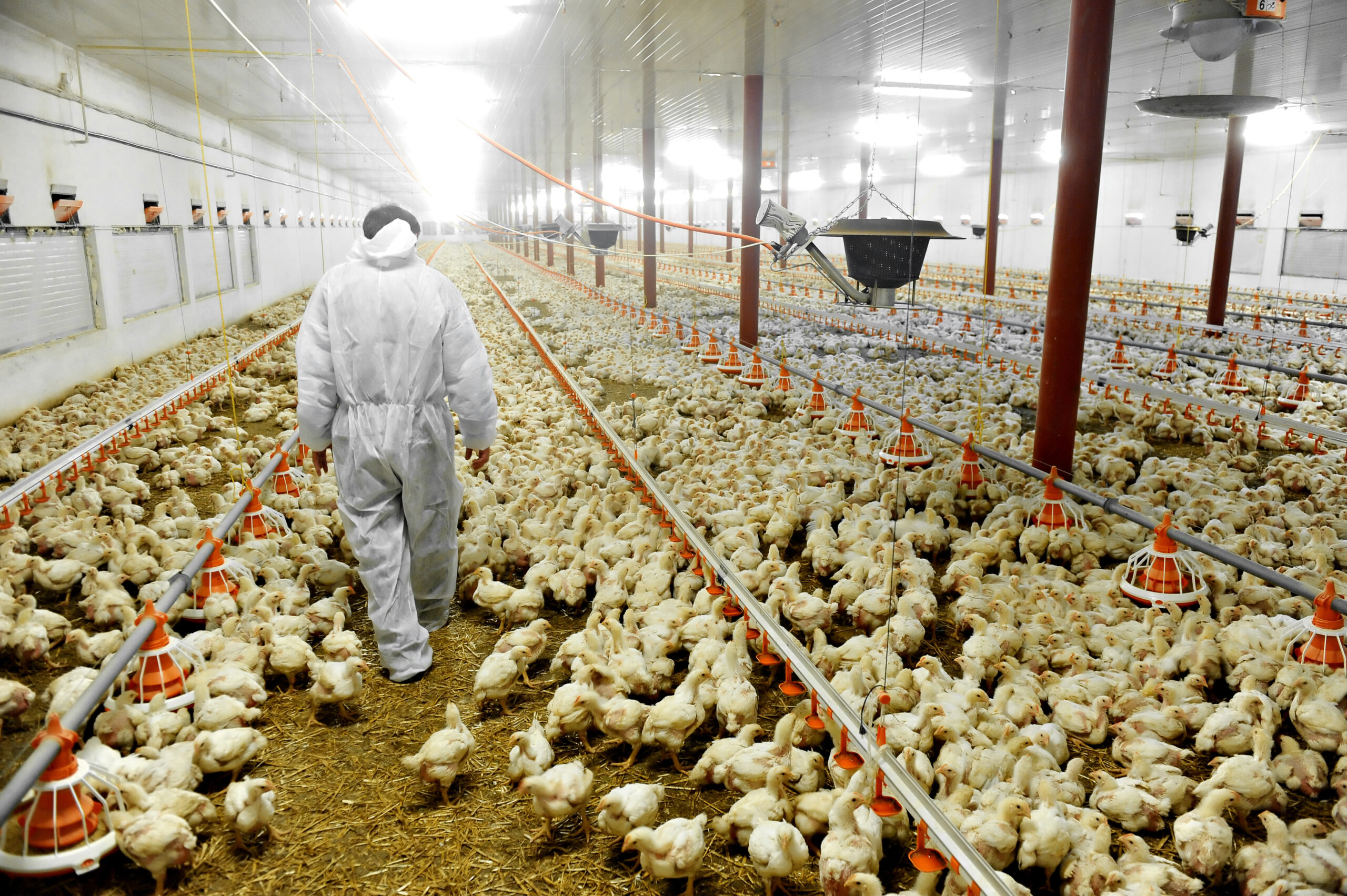 A farmer veterinary walks inside a poultry farm