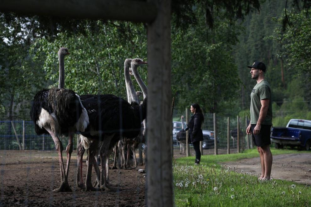 Supporters of Universal Ostrich Farms stand near ostriches at the farm’s property in Edgewood, B.C., on Saturday, May 17, 2025. Hundreds of supporters flocked to the farm over the Victoria Day long weekend to protest the Canadian Food Inspection Agency’s order to cull 400 ostriches. THE CANADIAN PRESS/Aaron Hemens