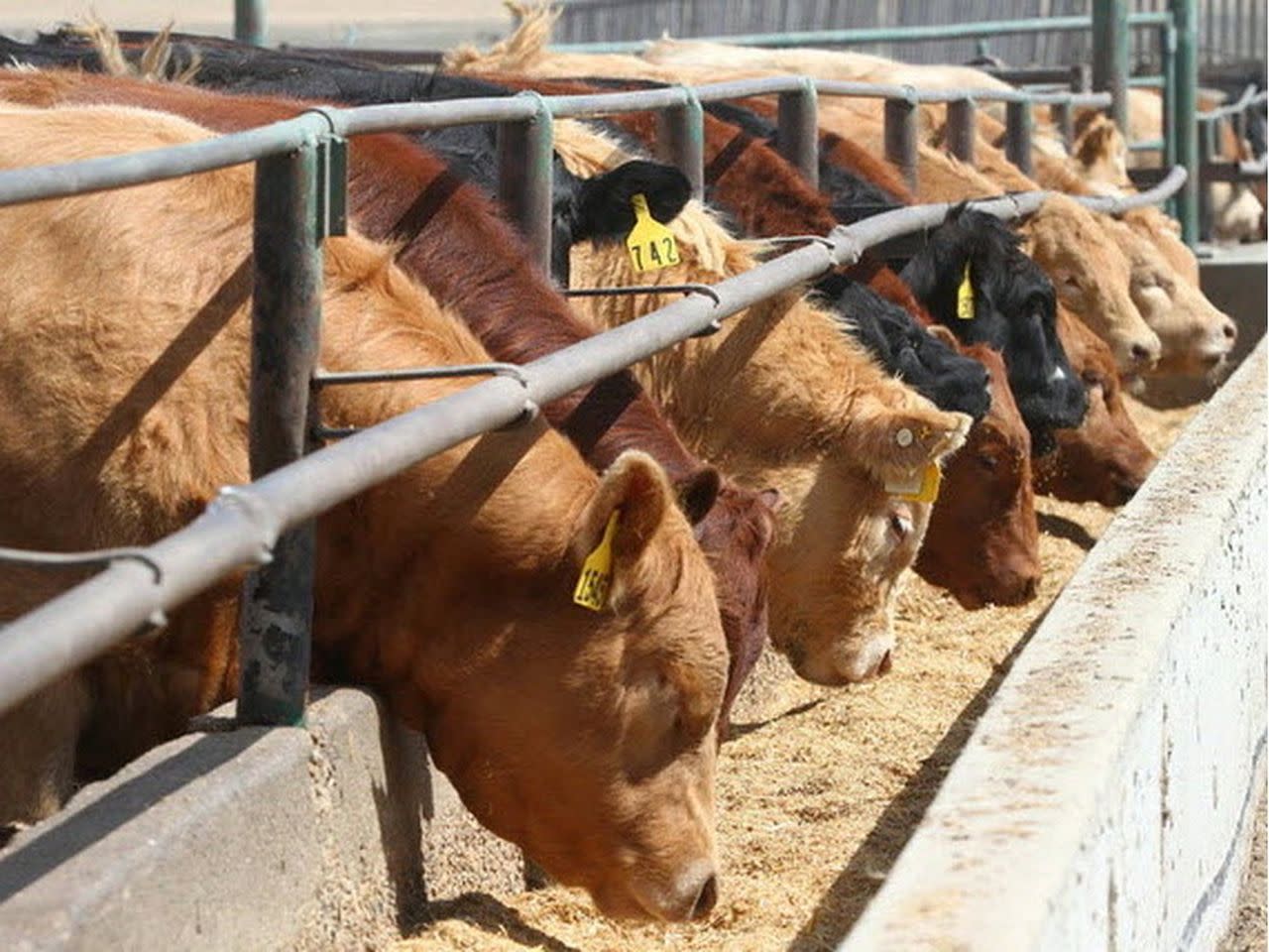 Beef prices are on the rise in Canada, while pork producers are coping with depressed prices, according to a new reports on grocery costs by Statistics Canada. (Jim Wells/Postmedia)