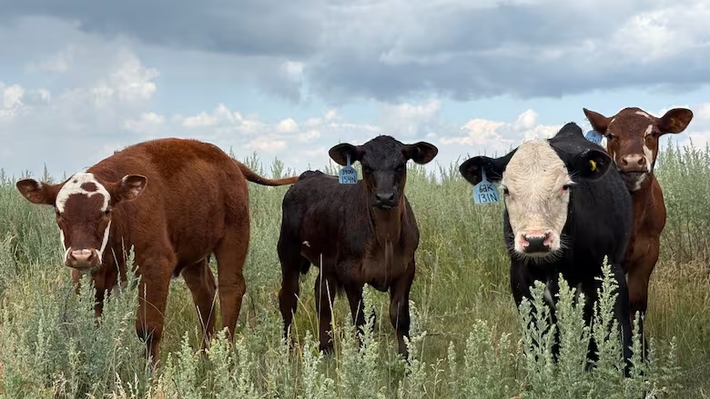 A bunch of curious calves at Neilson Beef in Stettler, Alta. In the past five years, half of the Neilson's calves have been massaged within a week of birth. (Karina Zapata/CBC)