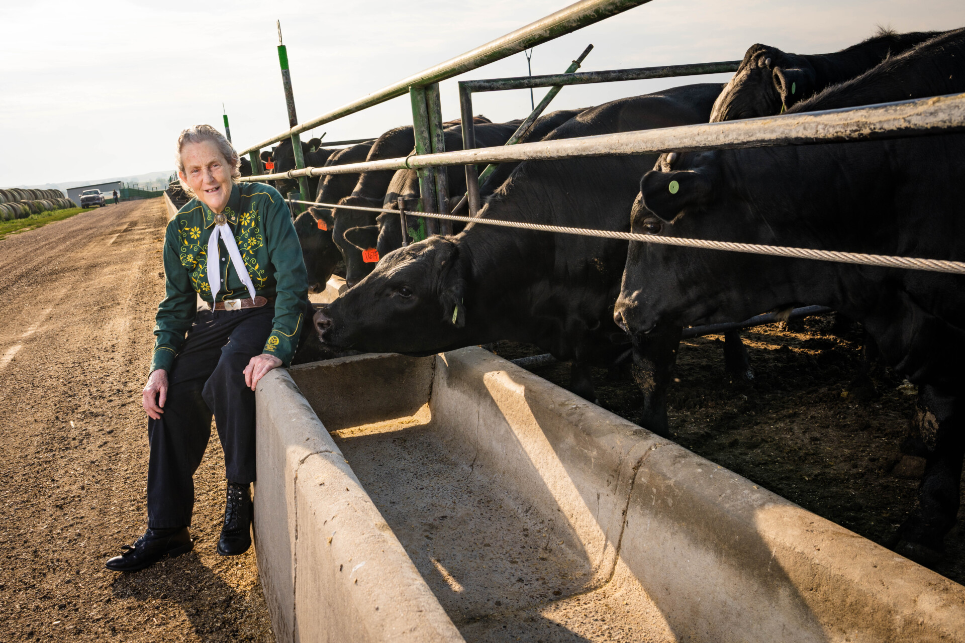 Temple Grandin with cattle at CSU’s Agricultural Research, Development and Education Center. Photo by Joe A. Mendoza / CSU Photography