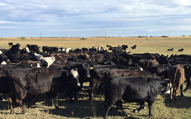 HeartLandLIvestock