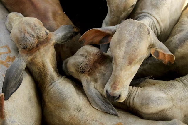 Cattle stand during an auction in the city of Xinguara in the interior of Para state, Brazil March 15, 2025. REUTERS/Raimundo Pacco/ 